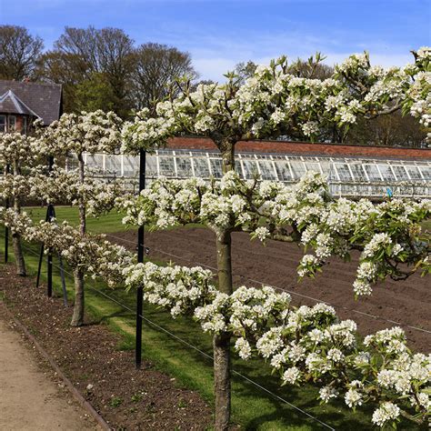 Espaliered Fruit Trees | McCabe's Landscape Construction