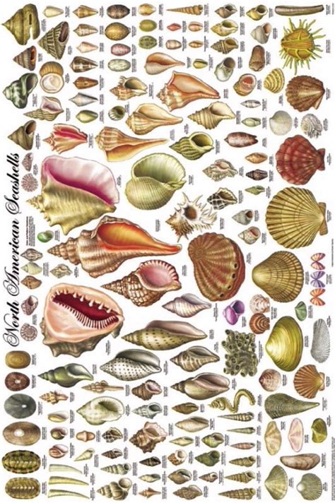 North American Seashells, a vintage poster depicting 140 types of ...