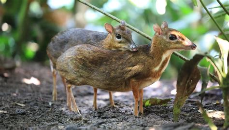 Chevrotain Size