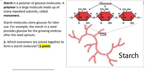 Polymer Of Carbohydrates Starch