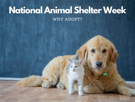 National Animal Shelter Week | North East Animal Hospital