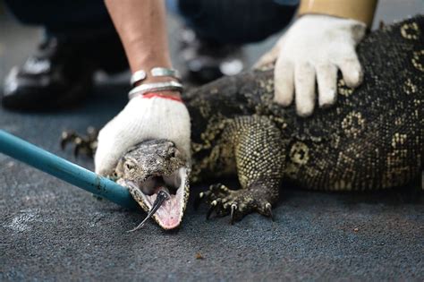 This Woman Dragged A Goanna Through A Restaurant Like It Was Nothing