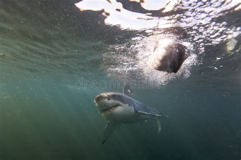 Cape Town, Sharks, Underwater Views, Looks Great, Everyone Should See this Scene Once in Your ...