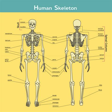 Diagram Of The Human Body Bones