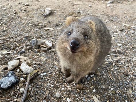 Quokka Facts for Kids | Facts About Quokkas