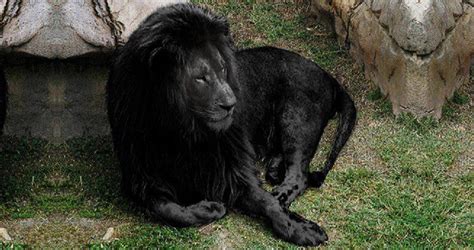 Le Lion Noir existe-t-il ? | Lion Royaume