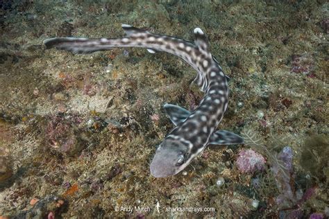 Coral Catshark - Atelomycterus marmoratus