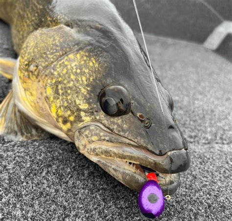 Walleye Jigs For Epic Walleye Fishing - Green Bay Trophy Fishing