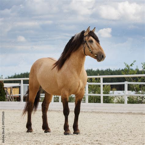 Buckskin horse on the stable in summer on blue cloudy background Stock ...