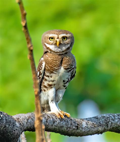 Genome-wide markers resolve Forest Owlet taxonomy - British ...