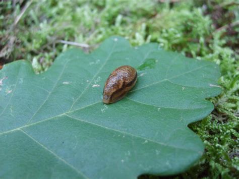 Slug on a leaf | Copyright-free photo (by M. Vorel) | LibreShot