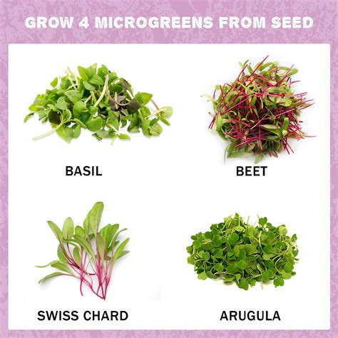 Product | Growing microgreens, Microgreens, Microgreens garden