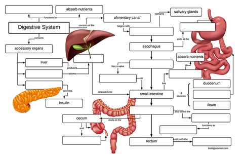 Small Intestine Concept Map