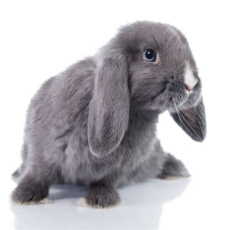 Dwarf Rabbits - A Complete Guide To The Smallest Bunny Breeds | Bunny breeds, Dwarf rabbit, Rabbit