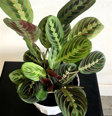 Maranta Red Prayer Plant Live indoor house plant | Etsy