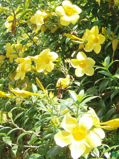 Buy Allamanda Cathartica 'Yellow' Online | Peppyflora®