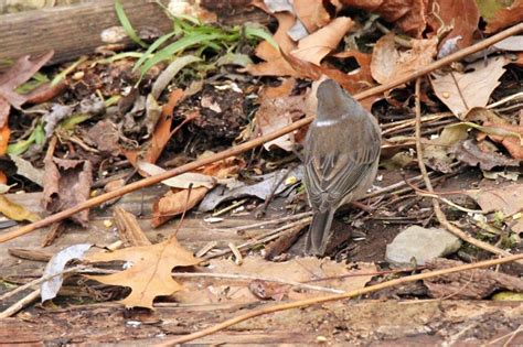 Ring around the collar - FeederWatch