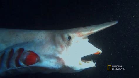 Boop! Goblin Sharks Have a Huge Snoot and Extendable Jaws | Flipboard