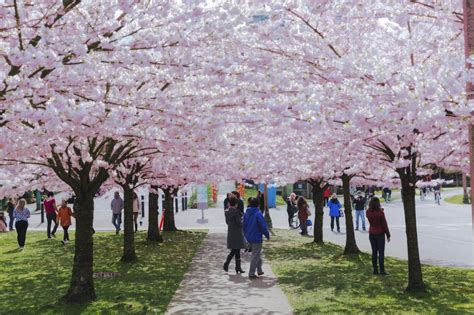 Cherry Blossom Festival Apr 4-28 Cherry Blossom Tree, Blossom Trees ...