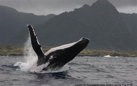 Humpback Whale Flippers Do More Than Maneuver - Scientific American