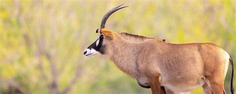 Antelope, Roan - Safari West