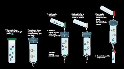 Affinity Chromatography | Principles