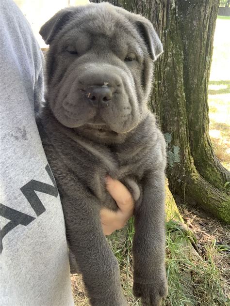 Mini Shar Pei Puppies For Sale In Ohio - Cute Puppies