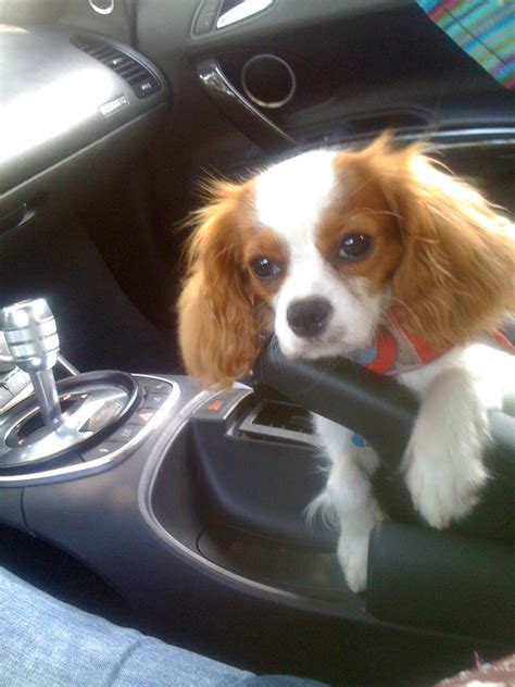 Cavalier King Charles Spaniel Rescue | Spoiled Cavaliers