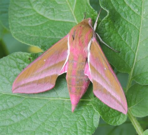 Elephant-Hawk Moth: Identification, Life Cycle, Facts & Pictures