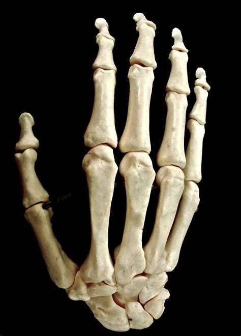 Chief Teaches Anatomy (Carpals/Metacarpals/Phalanges *Carpal Mnemonic:...)