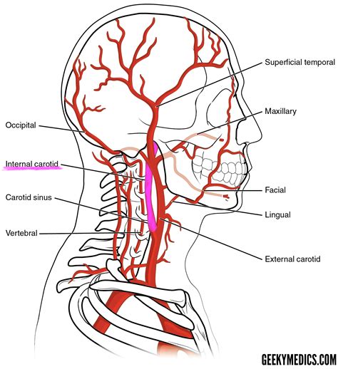 Blood Vessels Labeled Brain : Blood Vessels Of The Brain Internet ...