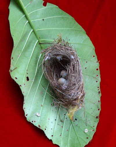 Bird Ecology Study Group, Nature Society (Singapore): Nest of the ...