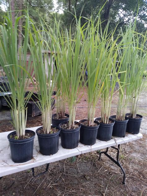 Citronella Grass LemonGrass Lemon Grass 10 growing plants | Etsy