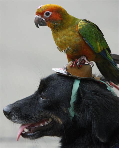 19 unlikely animals who became best friends | Unusual animal ...