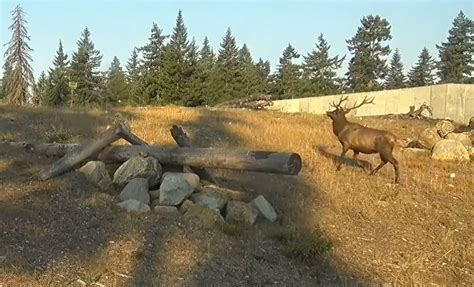 WSDOT cameras catch otters, elk, and bobcat at I-90 wildlife crossing – KIRO 7 News Seattle