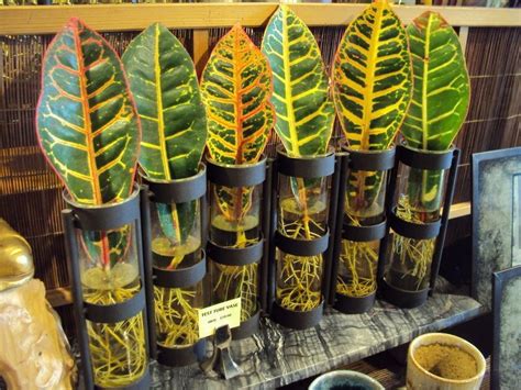 Water Propagation of the Croton | Grafting plants, Plants, Propagating ...