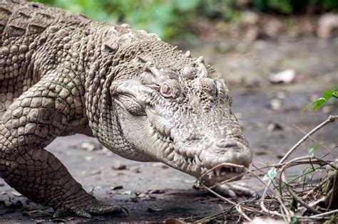 Buaya Putih Buaya Albino Siam Foto Stok - Unduh Gambar Sekarang - Abu-abu, Air, Alam - iStock