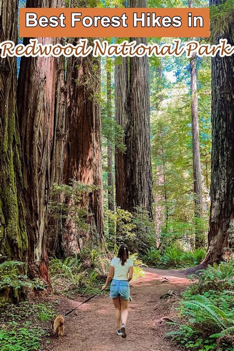 Best Forest Hikes in Redwood National Park | Redwood national park ...