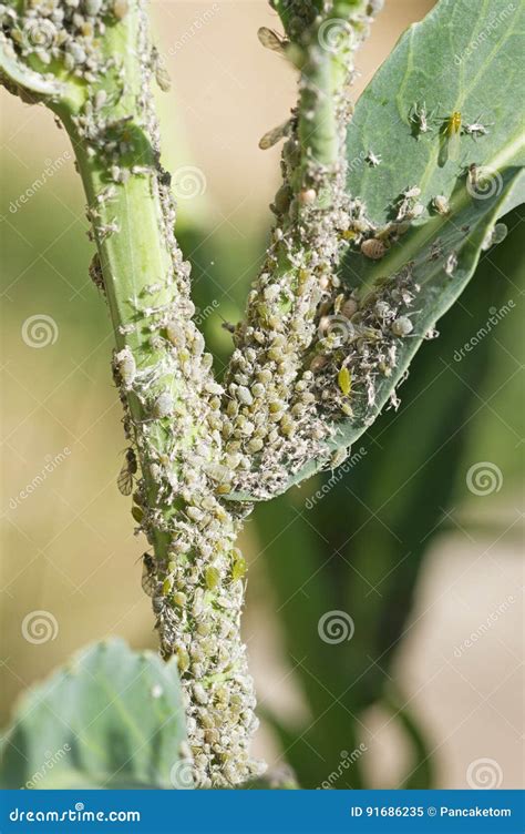 Aphid Infestation stock image. Image of green, infestation - 91686235