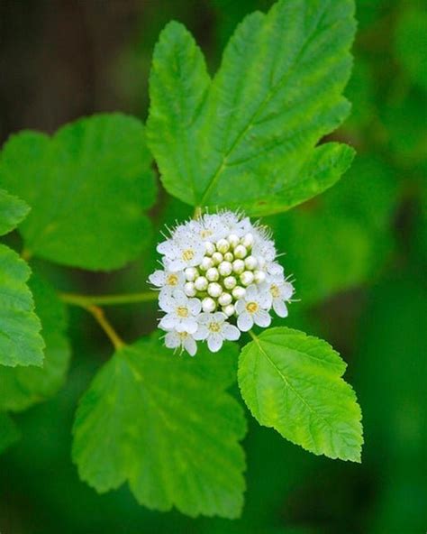 Ninebark – Marquette County Conservation District