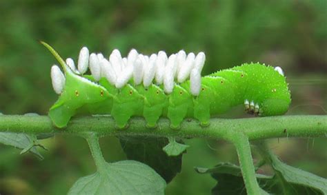 hornworm moth life cycle - Wilhemina Ervin