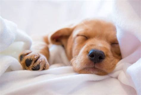 How do I get my puppy to sleep longer? - dogpackr