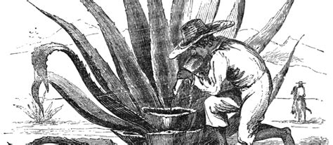 What Is Pulque? - Food Republic