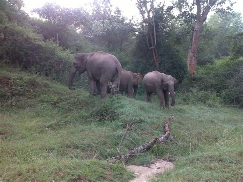 TOUR CORNER: WAYANAD Wildlife Sanctuary