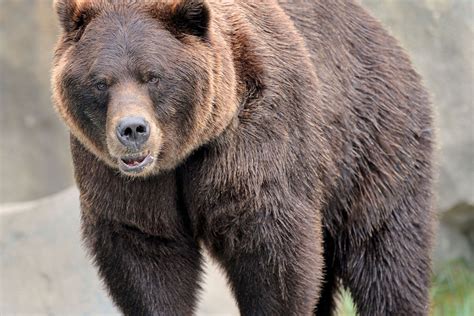 Grizzly Bear Attacks Runner in Alaska | Grizzly bear, Bear, Bear pictures