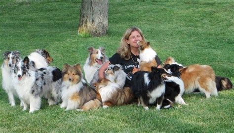 28 Shetland Sheepdogs Rescued Through Tenacity of 'Sheltie Nation'