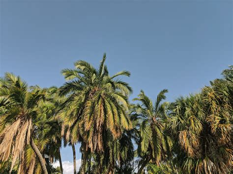 Free Images : 4k wallpaper, blue sky, clear sky, coconut trees, environment, hd wallpaper ...