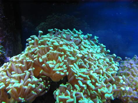 Euphyllia coral show off | Page 3 | REEF2REEF Saltwater and Reef ...