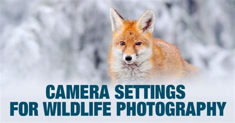 Best Camera Settings For Wildlife Photography Explained • PhotoTraces