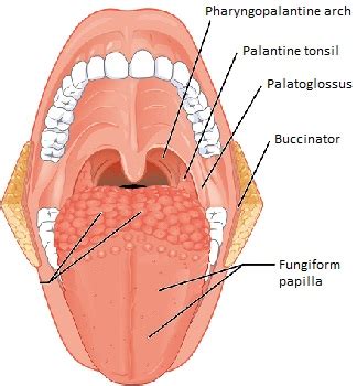 Palatoglossus Muscle | Function & Nerve Supply | Study.com